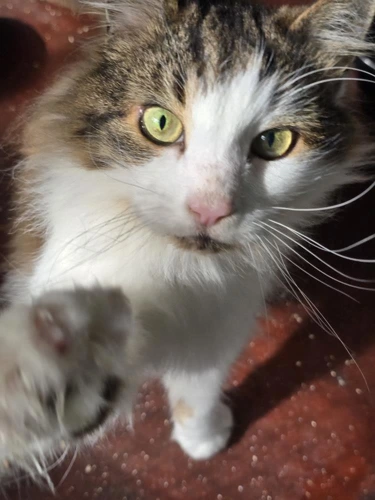 Mica