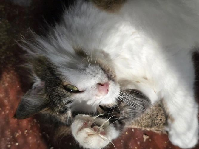 Mica