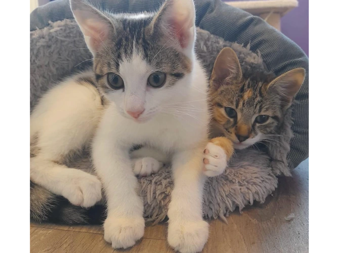 Apollo & Daisy