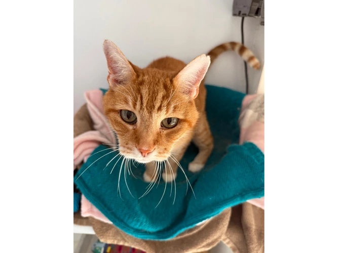 Sid