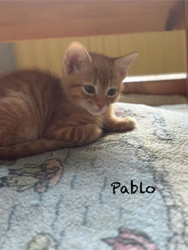 Kitten Pablo