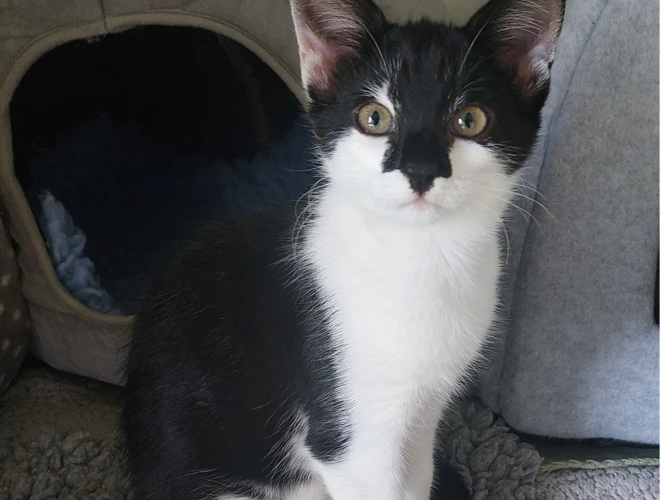 Kaya