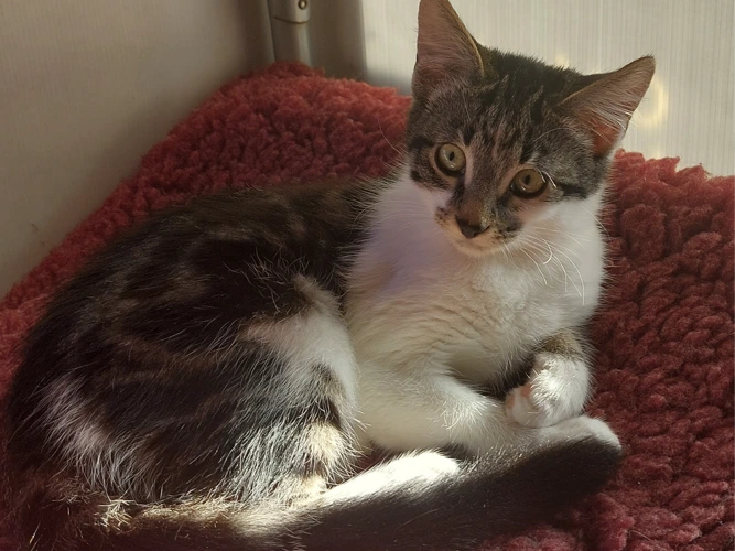 Nya