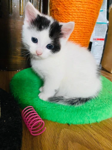 Lila