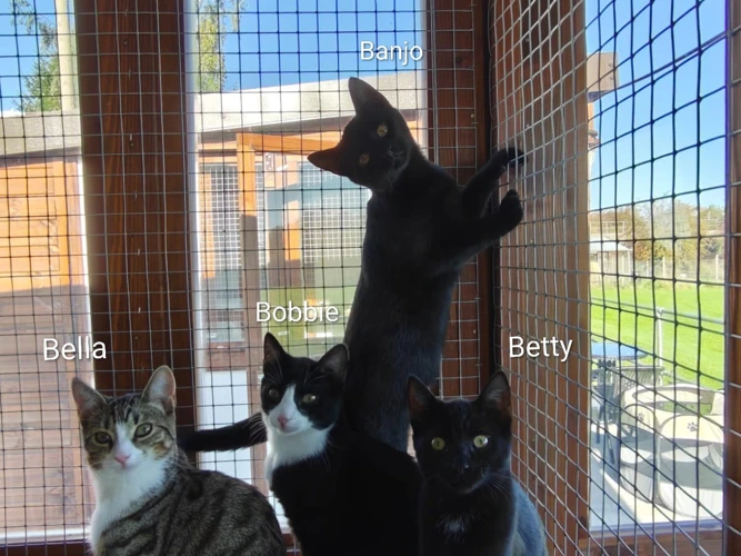 Bobbie, Bella, Betty, Banjo