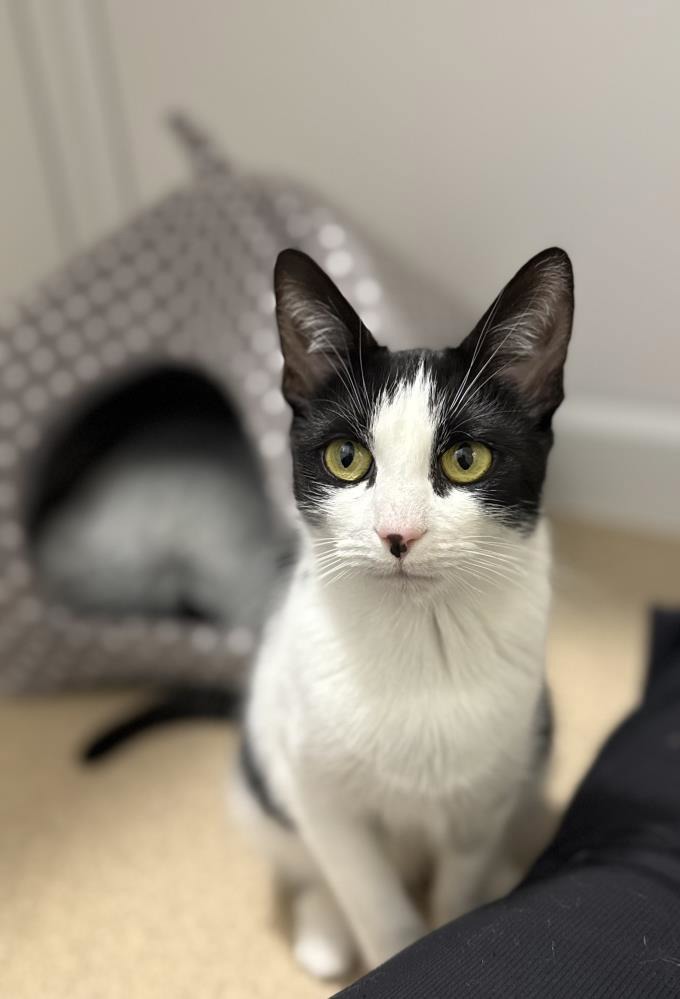 Minnie — Domestic Cat