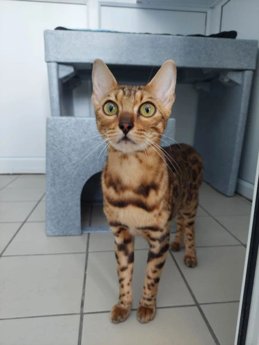 Remy