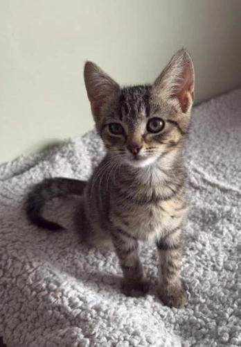 Clemmy