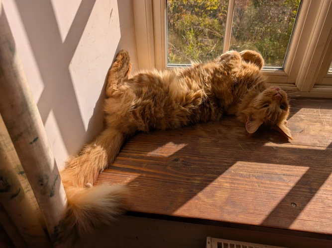 Aslan