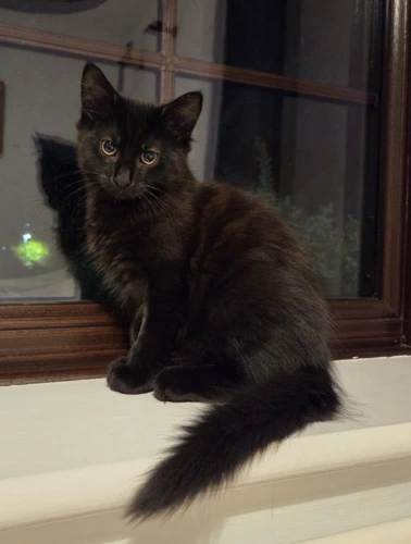 Cocoa