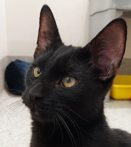 Jeff 9 mo male