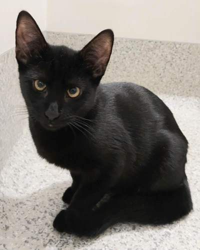 Jeff 9 mo male