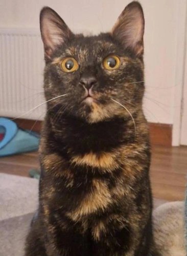 Pebbles