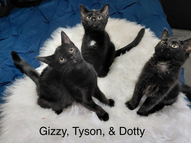 Sue's kittens