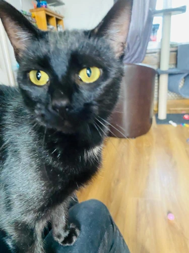 Mya