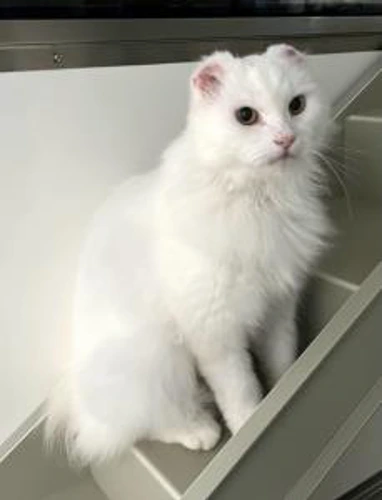 Hedwig