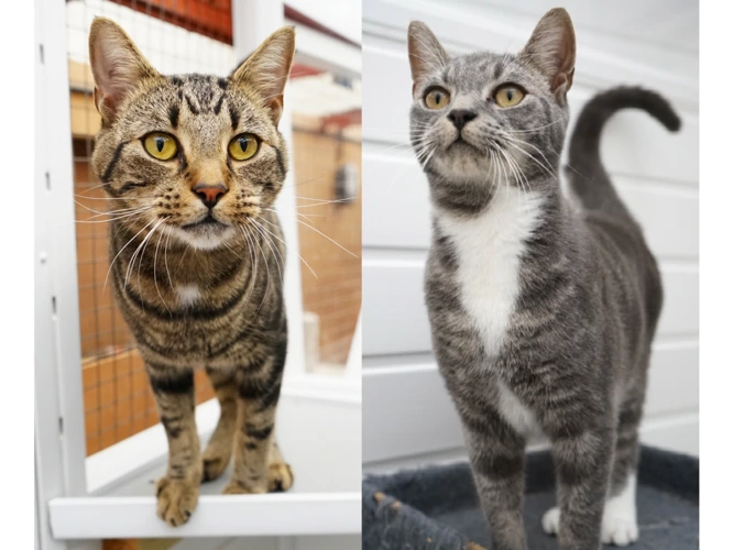 Armani (Left) and Gucci (Right)