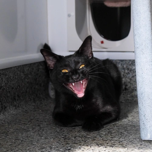 Toothless