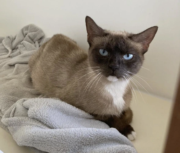 ZOE