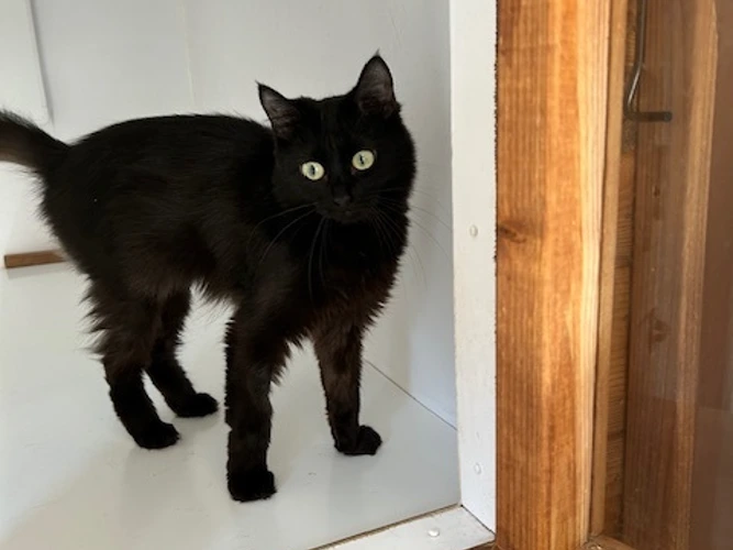 Ebony