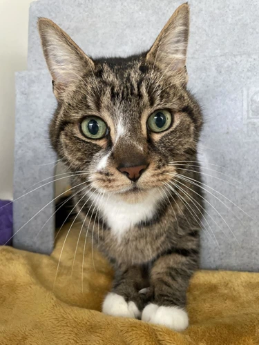 Thomas