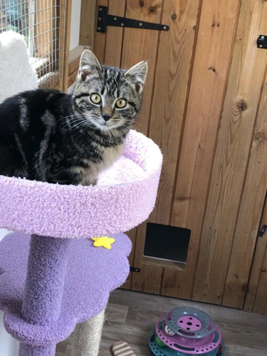 Tabby McTat