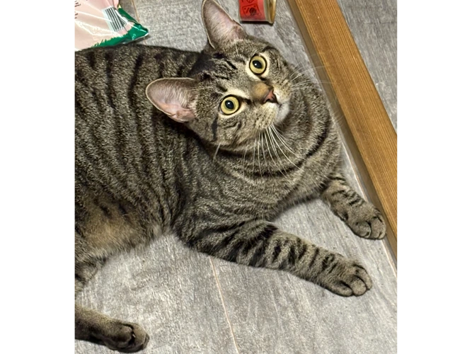 Benji