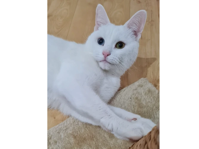 Marshmallow
