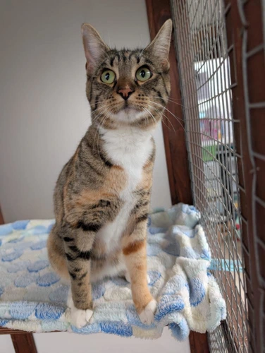 Missy 197 2025