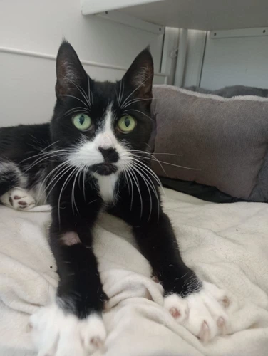 Socks