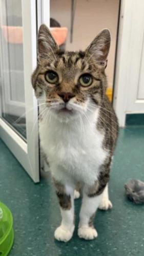 Tabby