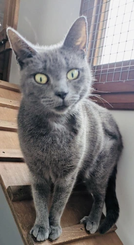 Tilly