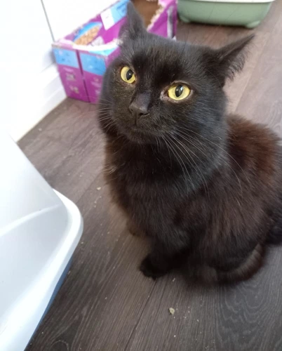 Beau