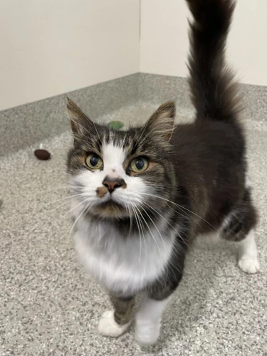 Suki 11years old male
