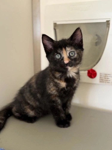 Nala