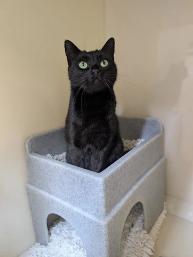Liquorice