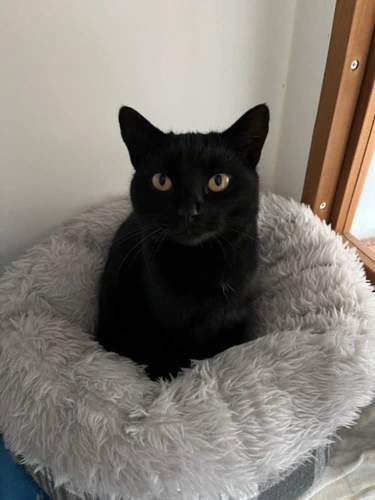 Suki