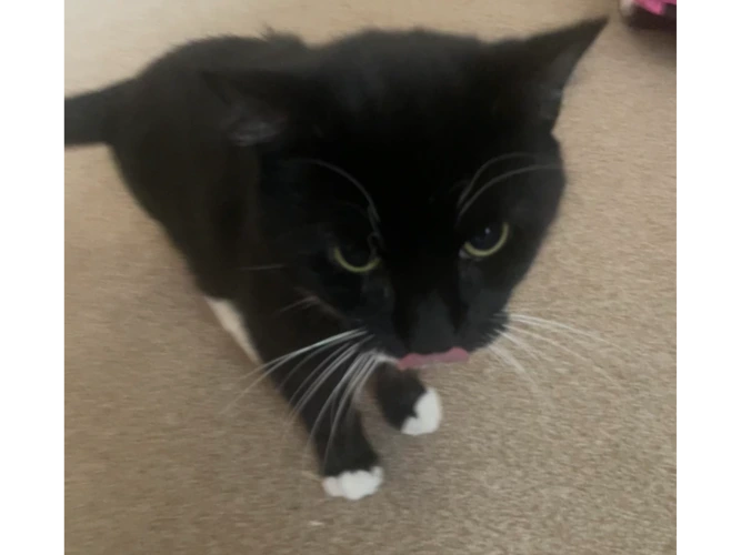Sooty