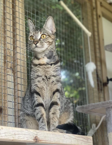 Yuzu