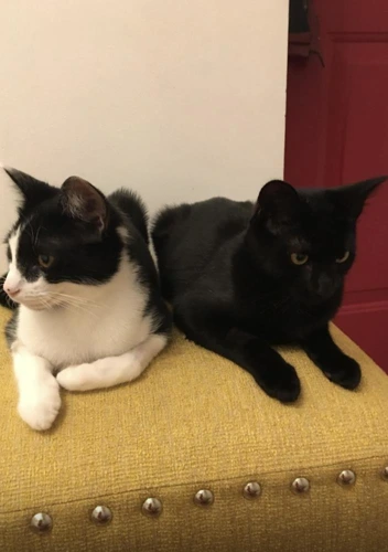Mario and Carlos