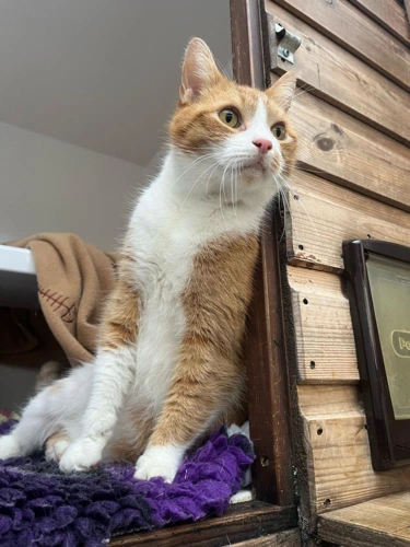 Oscar