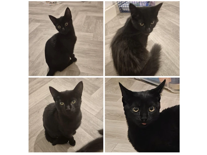 Pumpkin, Mouse, Luna & Salem
