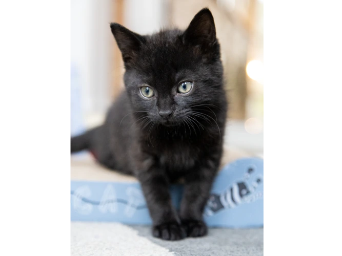 Sooty