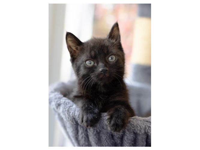 Sooty