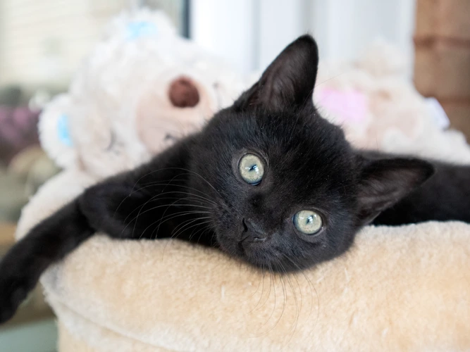 Sooty