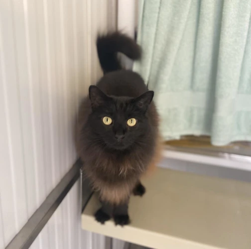 Tammi