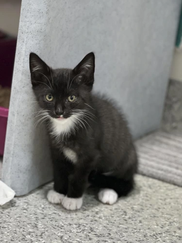 Lovely Kittens