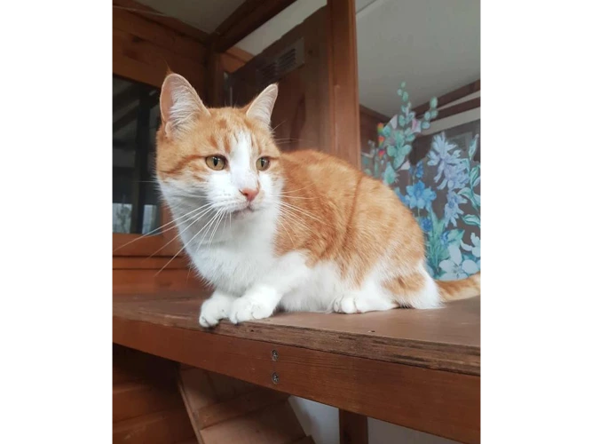 Peter