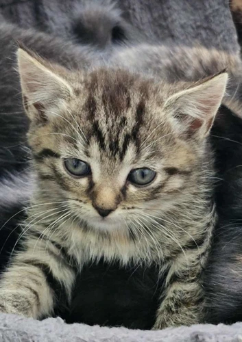 Biscuit