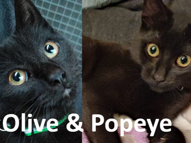 Popeye & Olive (Direct Rehome)